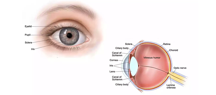 The-Eye-and-Stem-Cells-Treatment-for-Blindness