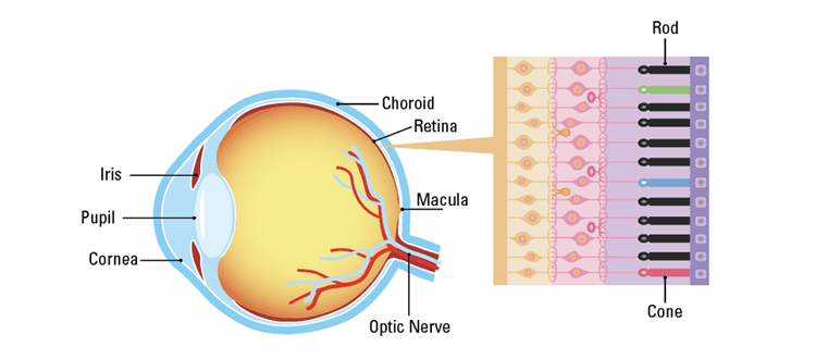 rod and corn dystrophy