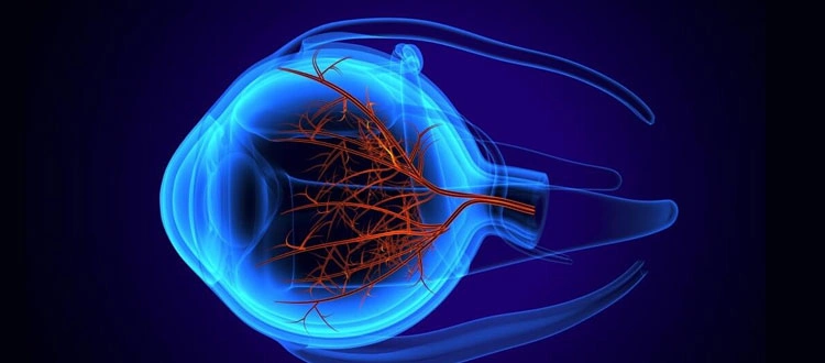 stem cell